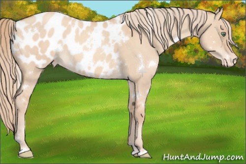 Horse Color:White Spotted Gold Champagne Dun Sabino Appaloosa 