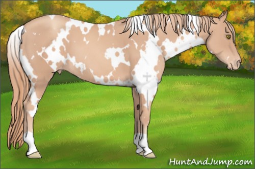 Horse Color:White Spotted Gold Champagne Appaloosa 