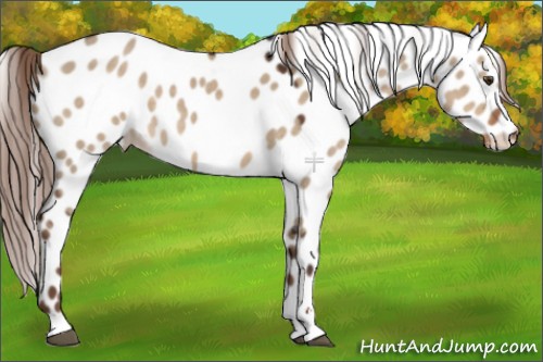 Horse Color:Liver Red Dun Sabino Appaloosa 