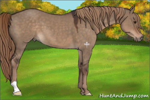 Horse Color:Liver Red Dun 