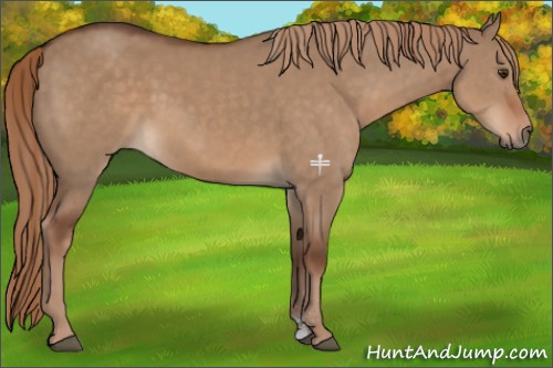 Horse Color:Liver Red Dun Sabino 