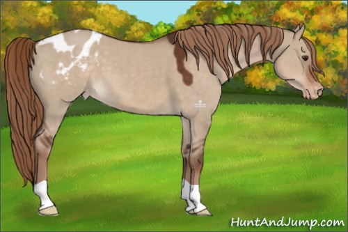 Horse Color:Liver Red Dun Appaloosa 