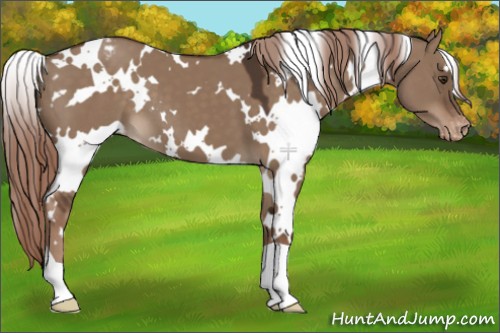 Horse Color:White Spotted Liver Red Dun Appaloosa 
