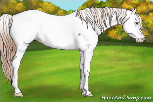 Horse Color:Liver Red Dun Sabino Appaloosa 