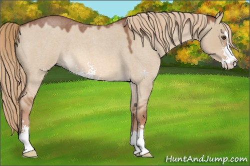 Horse Color:Red Dun Roan Sabino 