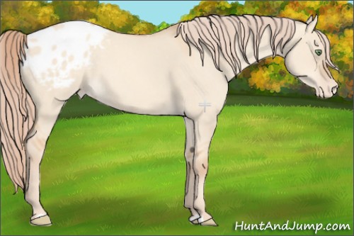 Horse Color:Gold Champagne Dun Appaloosa 