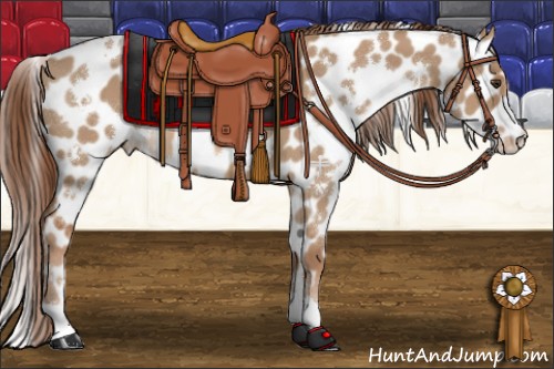 Horse Color:White Spotted Red Dun Appaloosa 