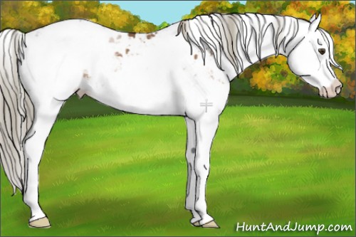Horse Color:Liver Red Dun Sabino Splash Appaloosa 