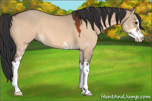 Horse Color:Bay Dun Sabino 