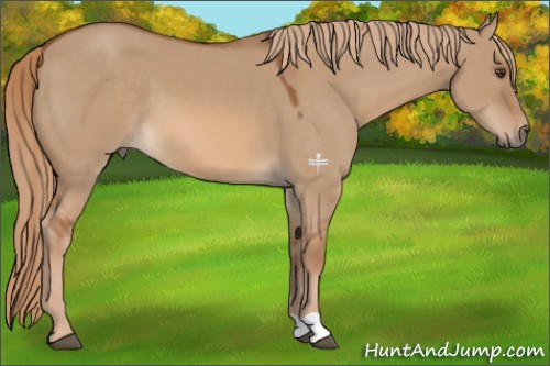 Horse Color:Red Dun 