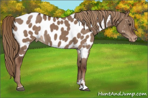 Horse Color:Liver Red Dun Sabino Appaloosa 