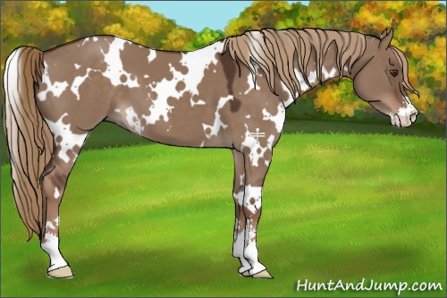 Horse Color:White Spotted Liver Red Dun Sabino 