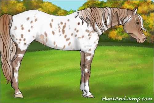 Horse Color:White Spotted Liver Red Dun Appaloosa 