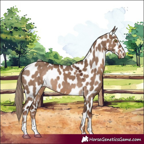Horse Color:Liver Red Dun Leopard