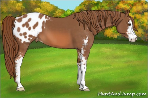 Horse Color:Chestnut Sabino Appaloosa 