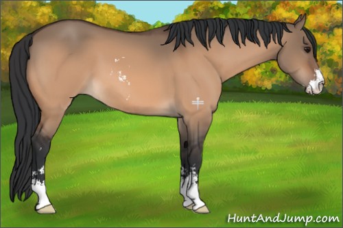 Horse Color:Bay Dun Sabino 