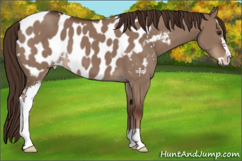 Horse Color:Liver Red Dun Sabino Appaloosa 
