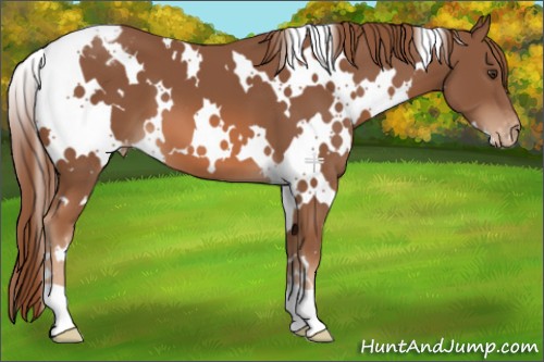 Horse Color:White Spotted Chestnut Appaloosa 