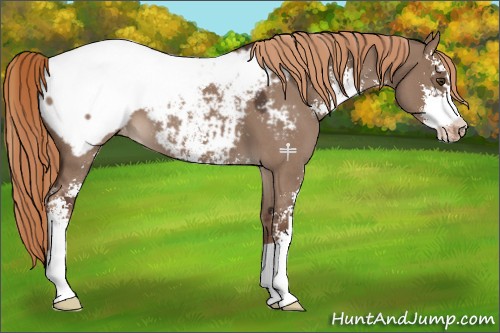 Horse Color:Liver Red Dun Roan Sabino Appaloosa 