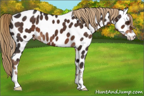 Horse Color:Liver Chestnut Sabino Appaloosa 
