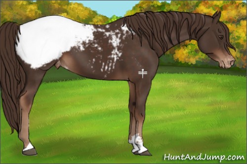 Horse Color:Liver Chestnut Sabino Appaloosa 