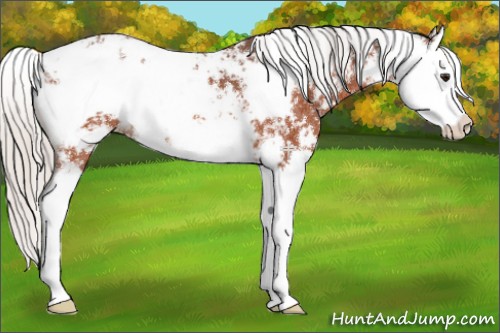 Horse Color:Silver Bay Sabino Splash 