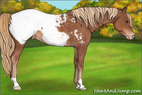 Horse Color:Chestnut Appaloosa 