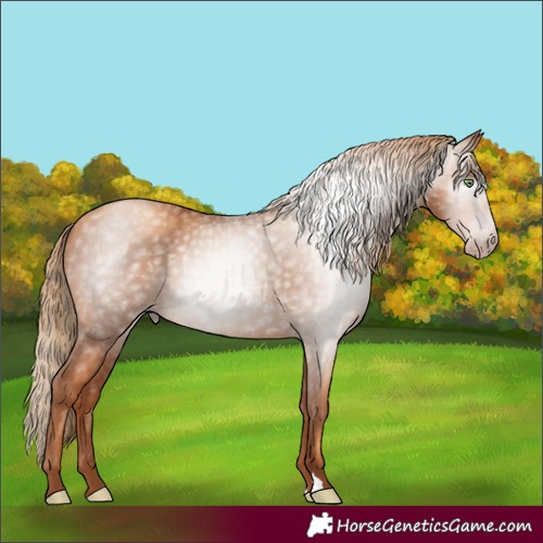 Horse Color:Gray Gold Champagne 