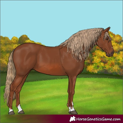 Horse Color:Chestnut 