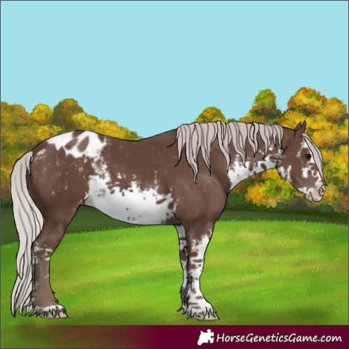 Horse Color:White Spotted Silver Black Blanket