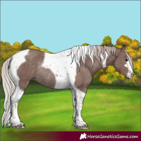 Horse Color:Chocolate Silver Black Tobiano Rabicano