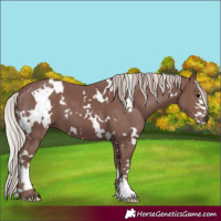 Horse Color:White Spotted Chocolate Silver Black