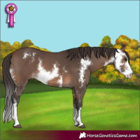 Horse Color:Brown Sabino
