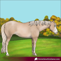Horse Color:Chocolate Palomino Pearl Sabino