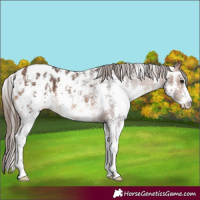 Horse Color:Bay Sabino Appaloosa 