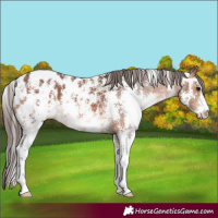 Horse Color:Bay Sabino Appaloosa 