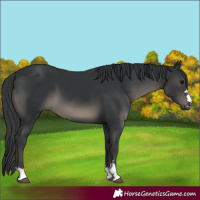 Horse Color:Black 