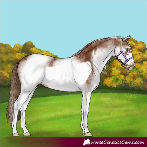 Horse Color:White Spotted Chestnut Frame 