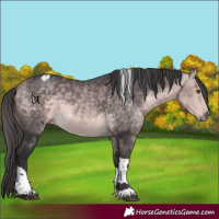 Horse Color:Platinum Buckskin Sabino Tobiano Rabicano 