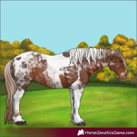 Horse Color:Liver Chestnut Tobiano Appaloosa Rabicano 