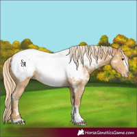 Horse Color:Palomino Sabino Snowcap Rabicano 
