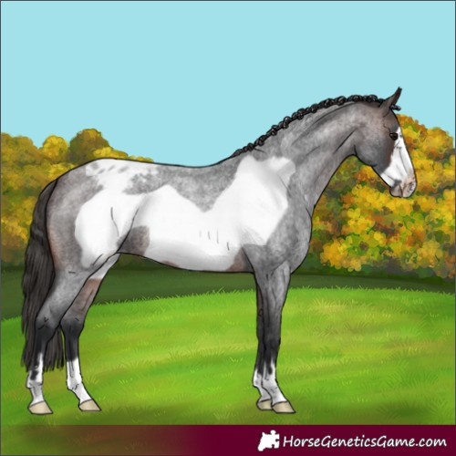 Horse Color:Brown Roan Frame Blanket 