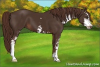 Horse Color:Liver Chestnut Sabino 