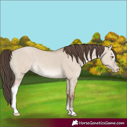 Horse Color:Classic Champagne Dun Sabino 