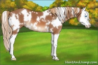 Horse Color:White Spotted Chestnut Splash 