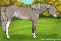 Horse Color:Silver Grullo Sabino Rabicano