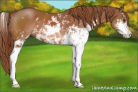 Horse Color:Chestnut Sabino
