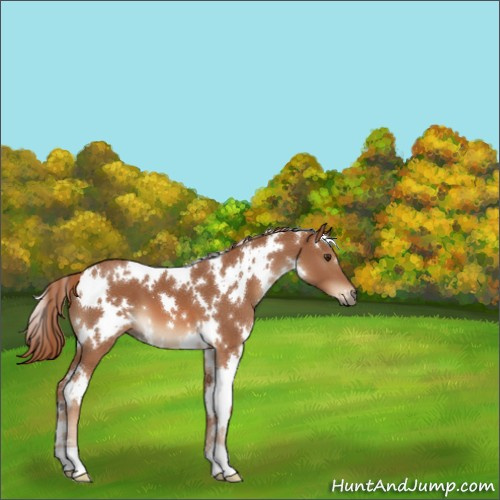 Horse Color:White Spotted Chestnut