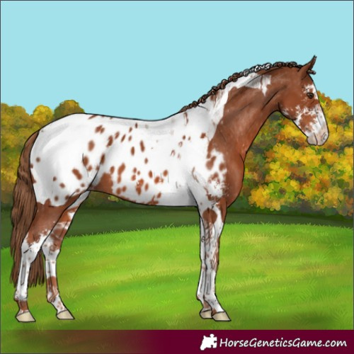 Horse Color:Chestnut Sabino Tobiano Near Leopard 