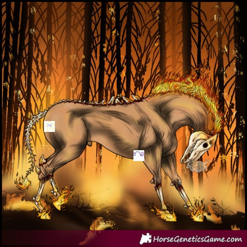 Horse Color:Chestnut Sabino 